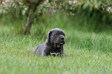 CANE CORSO 1042